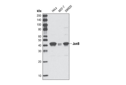 Western blot analysis of total cell lysates from HeLa, MCF-7 and SW620 cells using JunB (G53) Antibody.