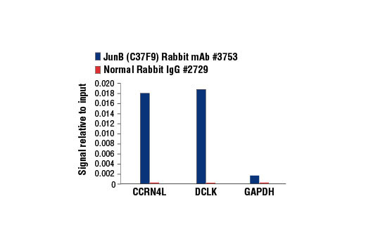 Chromatin immunoprecipitations were performed with cross-linked chromatin from 4 x 10 6 PC-12 cells starved overnight and treated with β-NGF #5221 (50ng/ml) for 2h and either 10 μl of JunB (C37F9) Rabbit mAb or 2 μl of Normal Rabbit IgG #2729 using SimpleChIP ® Enzymatic Chromatin IP Kit (Magnetic Beads) #9003. The enriched DNA was quantified by real-time PCR SimpleChIP ® Rat CCRN4L Promoter Primers #7983, rat DCLK1 promoter primers, and SimpleChIP ® Rat GAPDH Promoter Primers #7964. The amount of immunoprecipitated DNA in each sample is represented as signal relative to the total amount of input chromatin, which is equivalent to one.