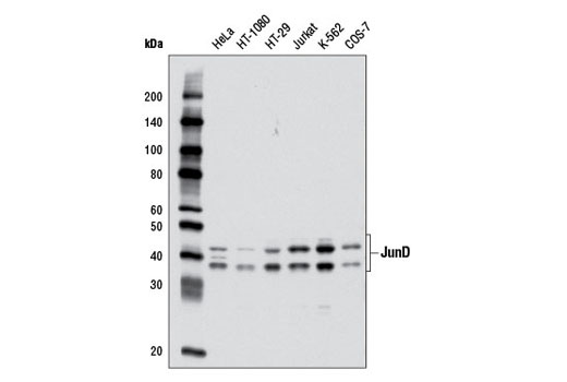 Western blot analysis of extracts from various cell lines using JunD (D17G2) Rabbit mAb.