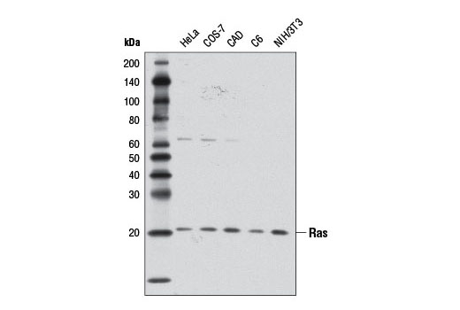 Western blot analysis of extracts from various cell lines using Ras (D2C1) Rabbit mAb.