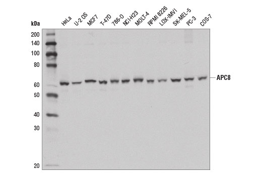 Western blot analysis of extracts from various cell lines using APC8 Antibody.