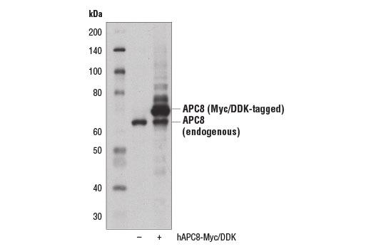 Western blot analysis of extracts from 293T cells, mock transfected (-) or transfected with a construct expressing Myc/DDK-tagged full-length human APC8 protein (hAPC8-Myc/DDK; +), using APC8 Antibody.