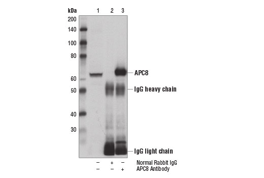 Immunoprecipitation of APC8 from 293T cell extracts using Normal Rabbit IgG #2729 (lane 2) or APC8 Antibody (lane 3). Lane 1 is 10% input. Western blot analysis was performed using APC8 Antibody.