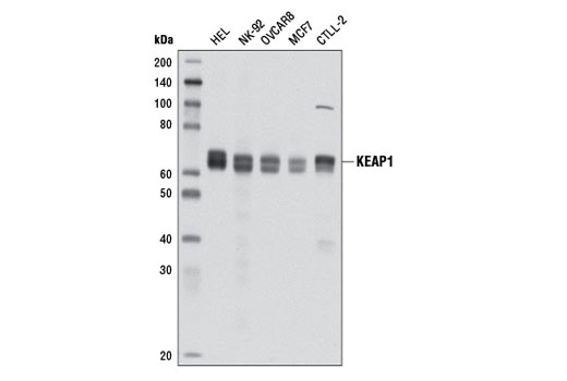 Western blot analysis of extracts from various cell lines using KEAP1 (D6B12) Rabbit mAb.