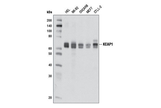 Western blot analysis of extracts from various cell lines using KEAP1 (D1G10) Rabbit mAb.