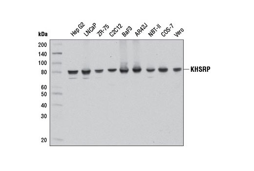 Western blot analysis of extracts from various cell lines using KHSRP (E2E2U) Rabbit mAb.