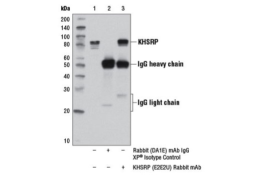 Immunoprecipitation of KHSRP from HeLa cell extracts using Rabbit (DA1E) mAb IgG XP ® #3900 (Lane 2) or KHSRP (E2E2U) Rabbit mAb (Lane 3). Lane 1 is 10% input. Western blot analysis was performed using KHSRP (E2E2U) Rabbit mAb.