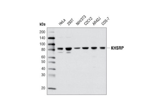 Western blot analysis of extracts from various cell types using KHSRP Antibody.