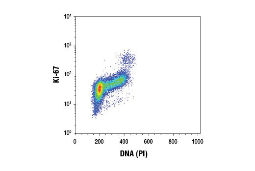 Flow cytometric analysis of Jurkat cells using Ki-67 (D3B5) Rabbit mAb and Propidium Iodide (PI)/RNase Staining Solution #4087. Anti-rabbit IgG (H+L), F(ab') 2 Fragment (Alexa Fluor ® 488 Conjugate) #4412 was used as a secondary antibody.