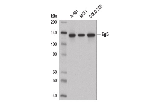 Western blot analysis of extracts from A-431, MCF7, and COLO 205 cells using Eg5 (E1L3W) Rabbit mAb.