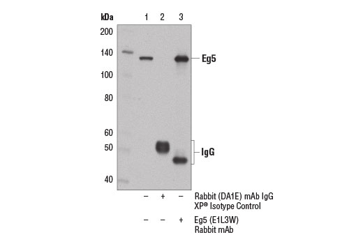 Immunoprecipitation of Eg5 from A-431 cell extracts using Rabbit (DA1E) mAb IgG XP ® Isotype Control #3900 (lane 2) or Eg5 (E1L3W) Rabbit mAb (lane 3). Lane 1 is 10% input. Western blot was performed using Eg5 (E1L3W) Rabbit mAb.