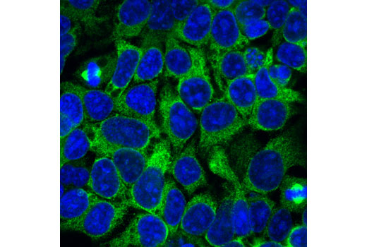 Confocal immunofluorescent analysis of 293T cells using Eg5 (E1L3W) Rabbit mAb (green). Blue pseudocolor= DRAQ5 ® #4084 (fluorescent DNA dye).