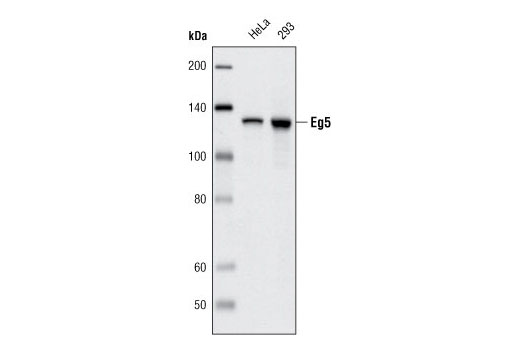 Western blot analysis of extracts form HeLa and 293 cells using Eg5 (4H3-1F12) Mouse mAb.