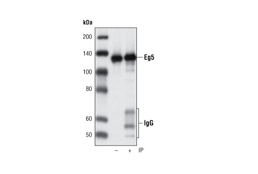Immunoprecipitation of Eg5 from HeLa cell extracts using Eg5 (4H3-1F12) Mouse mAb followed by western blot using the same antibody. IP (-) is 5% input.