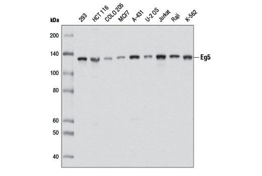 Western blot analysis of extracts from various cell lines using Eg5 Antibody.
