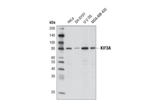 Western blot analysis of extracts from various cell lines using KIF3A (D7G3) Rabbit mAb.