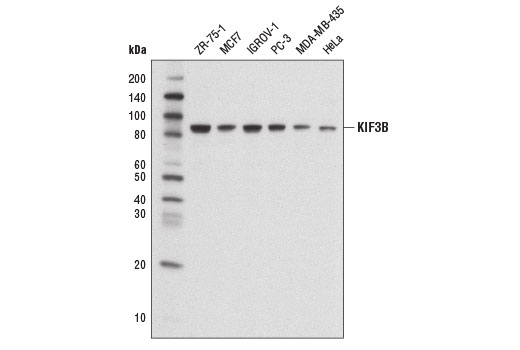 Western blot analysis of extracts from various cell lines using KIF3B Antibody.