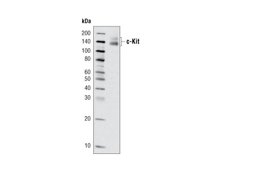 Western blot analysis of an extract from Hel cells using c-Kit Antibody.