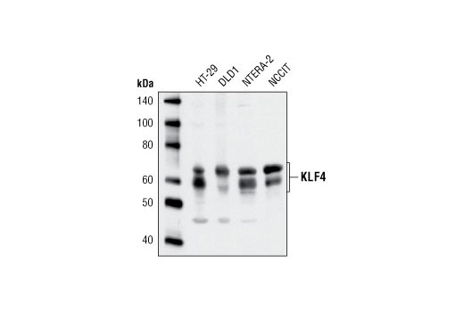 Western blot analysis of extracts from various cell lines using KLF4 antibody.