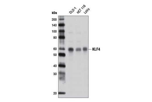Western blot analysis of extracts from various cell lines using KLF4 (D1F2) Rabbit mAb.