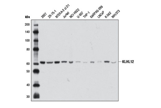Western blot analysis of extracts from various cell lines using KLHL12 (2G2) Mouse mAb.