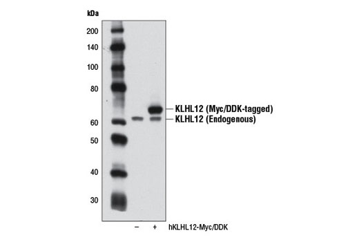 Western blot analysis of extracts from 293T cells, mock transfected (-) or transfected with a construct expressing Myc/DDK-tagged full-length human KLHL12 (hKLHL12-Myc/DDK; +), using KLHL12 (2G2) Mouse mAb.