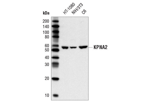 Western blot analysis of extracts from HT-1080, NIH/3T3, and C6 cells using KPNA2 Antibody.