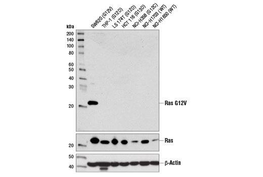 Western blot analysis of extracts from various cell lines using Ras (G12V Mutant Specific) (D2H12) Rabbit mAb (upper), Ras (D2C1) Rabbit mAb #8955 (middle), and β-Actin (D6A8) #8457 (lower).