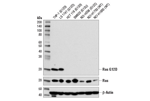 Western blot analysis of extracts from various cell lines using Ras (G12D Mutant Specific) (D8H7) Rabbit mAb (upper), Ras (D2C1) Rabbit mAb #8955 (middle), and β-Actin (D6A8) #8457 (lower).