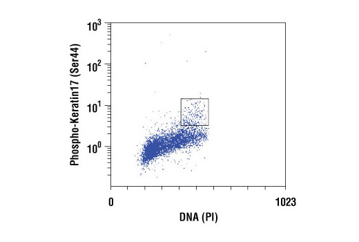 Flow cytometric analysis of HeLa cells using Phospho-Keratin17 (Ser44) Antibody versus propidium iodide (DNA content). The boxed population indicates phospho-Keratin17 (Ser77)-positive cells.