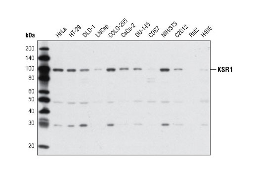 Western blot analysis of extracts from various cells lines using KSR1 Antibody.