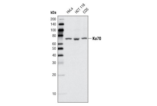 Western blot analysis of extracts from various cell lines using Ku70 (D35) Antibody.