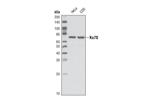 Western blot analysis of extracts from HeLa and COS cells using Ku70 (V540) Antibody.