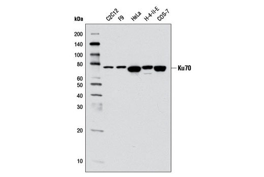 Western blot analysis of extracts from various cell lines using Ku70 (D10A7) Rabbit mAb.