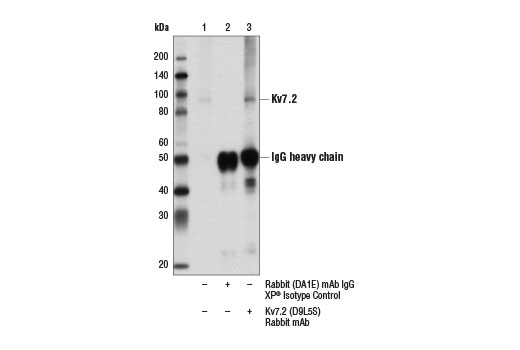 Immunoprecipitation of Kv7.2 from mouse brain membrane extracts using Rabbit (DA1E) mAb IgG XP ® Isotype Control #3900 (lane 2) or Kv7.2 (D9L5S) Rabbit mAb (lane 3). Lane 1 is 10% input. Western blot analysis was performed using Kv7.2 (D9L5S) Rabbit mAb.