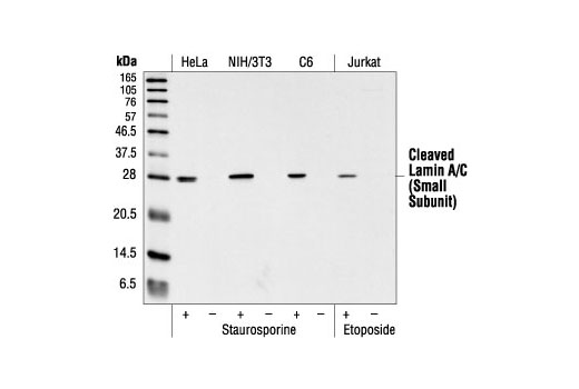 Western blot analysis of extracts from HeLa, NIH/3T3, and C6 cells, untreated or staurosporine-treated (1 µM), and Jurkat cells, untreated or etoposide-treated (25 µM), using Cleaved Lamin A (Small Subunit) (30H5) Mouse mAb.