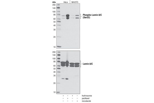 Western blot analysis of extracts from HeLa and NIH/3T3 cells, hydroxyurea-treated (4 mM, 20 hours) to induce G1/S phase or paclitaxel-treated (100 nM, 20 hours) or nocodazole-treated (100 ng/ml, 20 hours) to induce G2/M phase, using Phospho-Lamin A/C (Ser22) Antibody (upper) or Lamin A/C Antibody #2032 (lower) as a loading control.