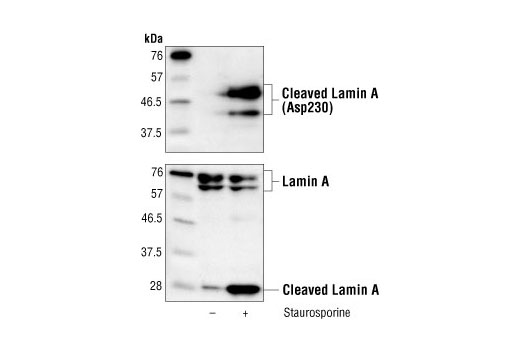 Western blot analysis of extracts from HeLa cells, untreated or staurosporine-treated (1 µM), using Cleaved Lamin A (Asp230) Antibody (upper) or Lamin A Antibody #2032 (lower).