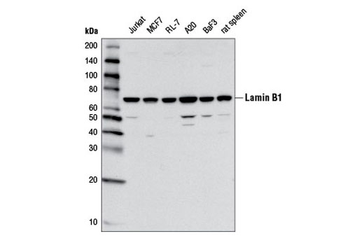 Western blot analysis of extracts from various cell lines and tissues using Lamin B1 (D9V6H) Rabbit mAb.