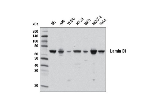 Western blot analysis of extracts from various cell lines using Lamin B1 (D4Q4Z) Rabbit mAb.