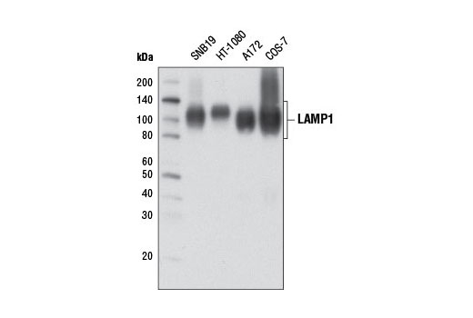 Western blot analysis of extracts from various cell lines using LAMP1 (D2D11) XP ® Rabbit mAb.