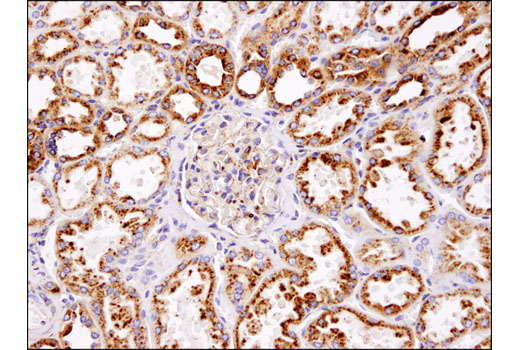 Immunohistochemical analysis of normal human kidney using LAMP1 (D2D11) XP(R) Rabbit mAb.