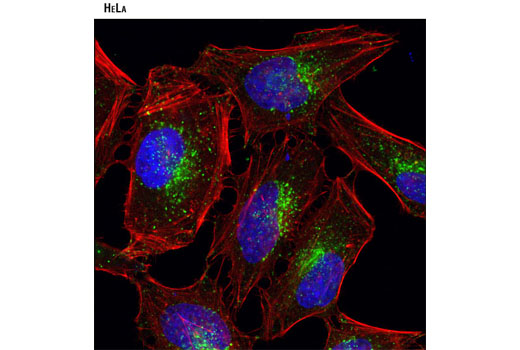 Confocal immunofluorescent analysis of HeLa cells using LAMP1 (D2D11) XP ® Rabbit mAb (green). Actin filaments were labeled with DY-554 phalloidin (red). Blue pseudocolor = DRAQ5 ® #4084 (fluorescent DNA dye).