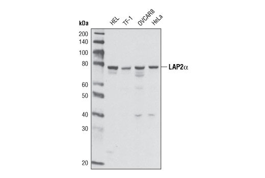 Western blot analysis of extracts from various cell lines using LAP2α (3A3) Mouse mAb.