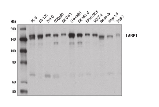 Western blot analysis of extracts from various cell lines using LARP1 Antibody.