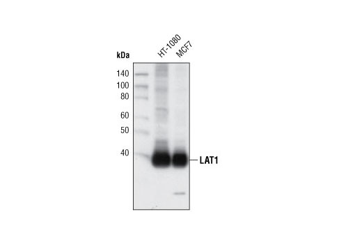 Western blot analysis of extracts from HT-1080 and MCF7 cells using LAT1 Antibody.