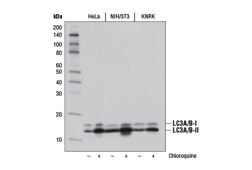 Western blot analysis of extracts from HeLa, NIH/3T3, and KNRK cells, untreated (-) or chloroquine-treated (50 μM, overnight; +), using LC3A/B (D3U4C) XP ® Rabbit mAb.