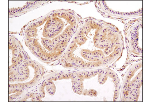 Immunohistochemical analysis of paraffin-embedded mouse prostate using LC3A/B (D3U4C) XP® Rabbit mAb.