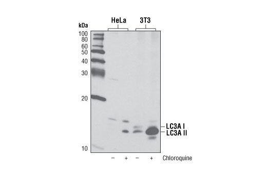 Western blot analysis of extracts from HeLa and NIH/3T3 cells, untreated or chloroquine-treated (50 μM, overnight), using LC3A (D50G8) XP ® Rabbit mAb.