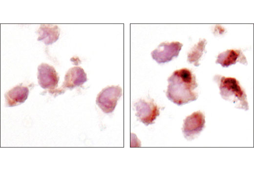 Rabbit (DA1E) mAb IgG XP ® Isotype Control #3900 (right).